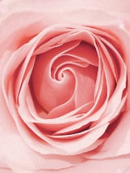 pink flower pink flower